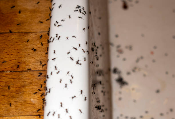 Best Pest Prevention Services  in Silver Springs, NV